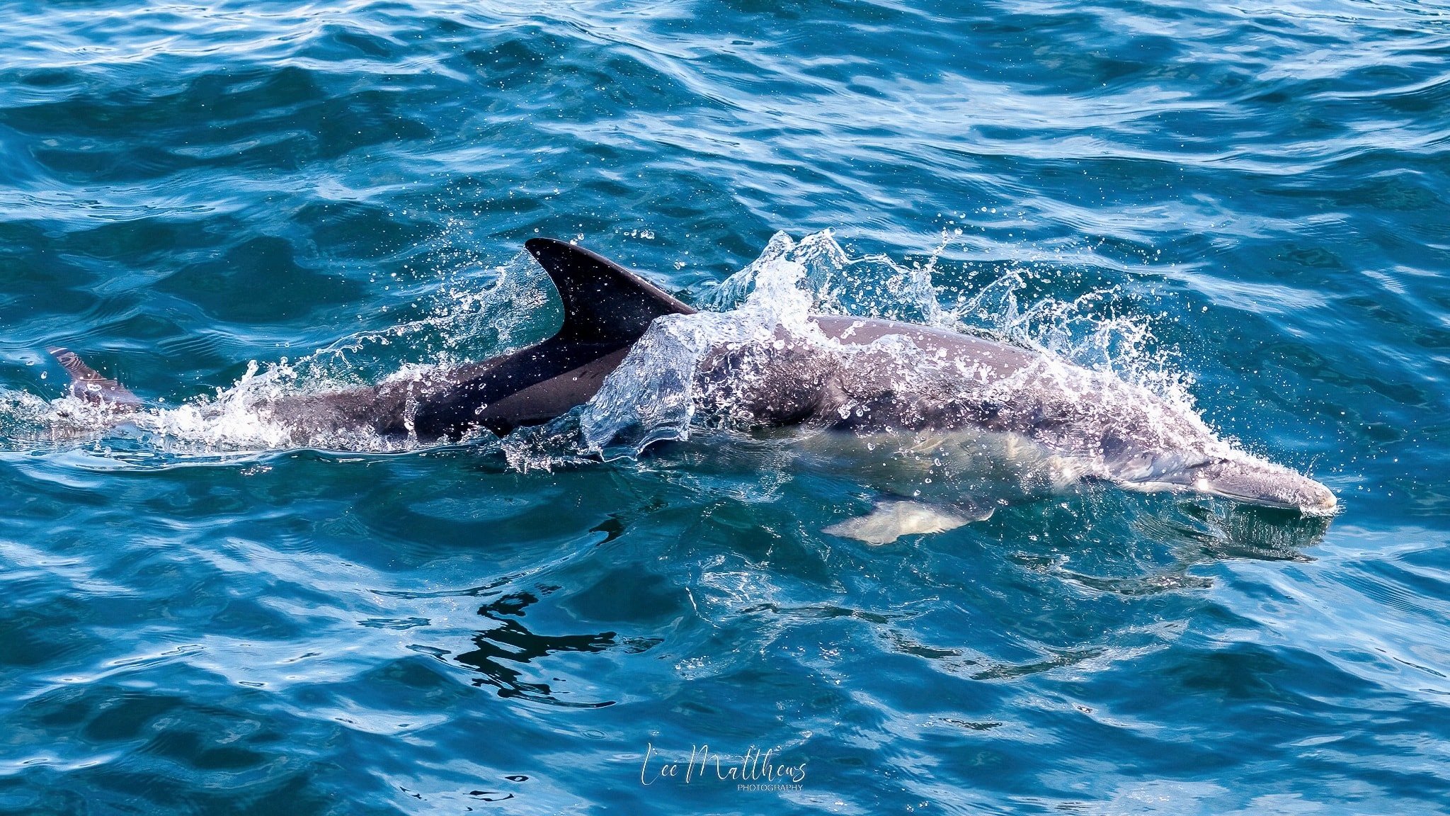 Whale Watching Moonshadow TQC Cruises Port Stephens Lee Matthews