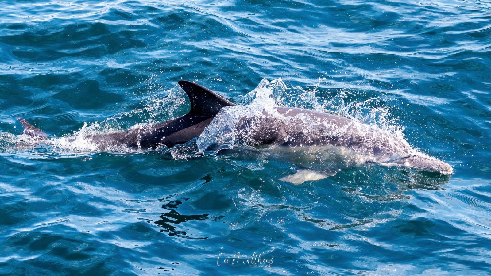 Dolphin swimming and splashing in clear blue ocean water.