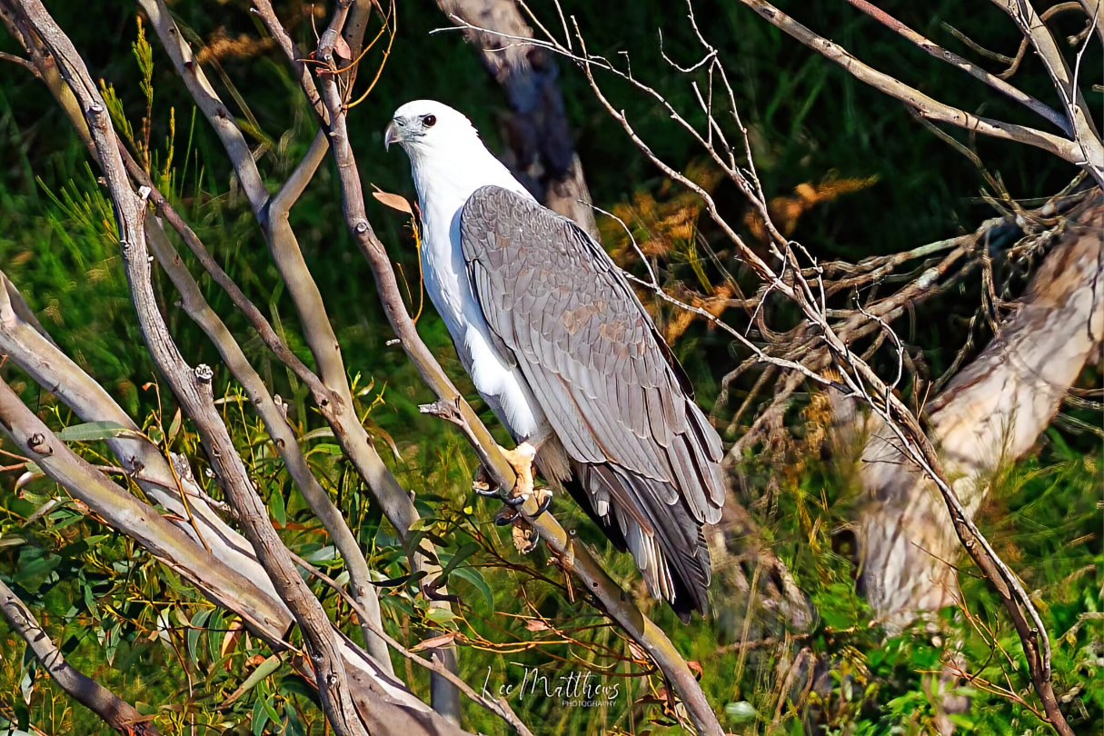 Whale Watching Moonshadow TQC Cruises Port Stephens Lee Matthews