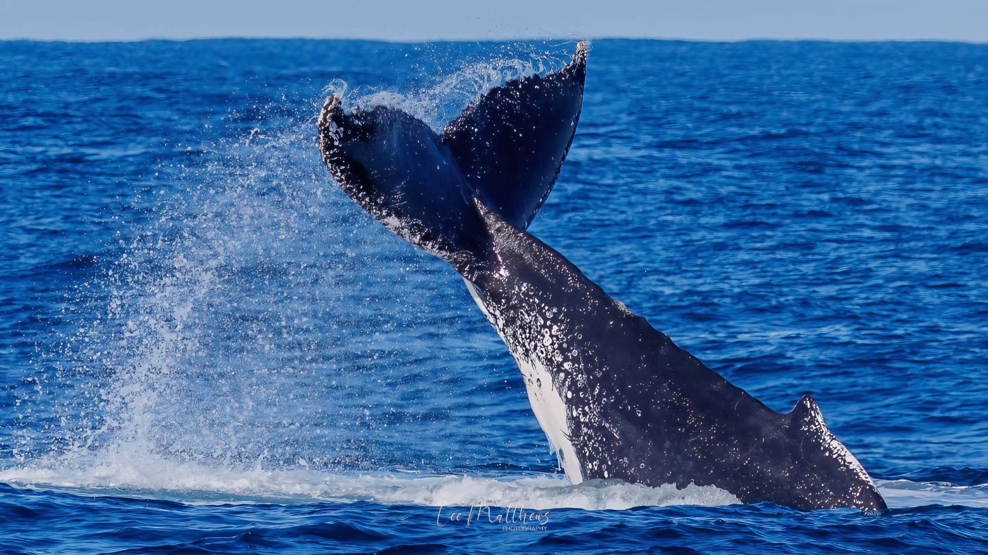 Humpback whale tail splashing in the ocean.
