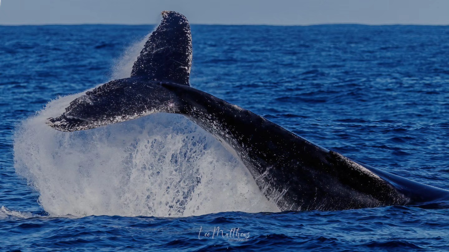 Whale tail splashing in ocean water with blue sky background.