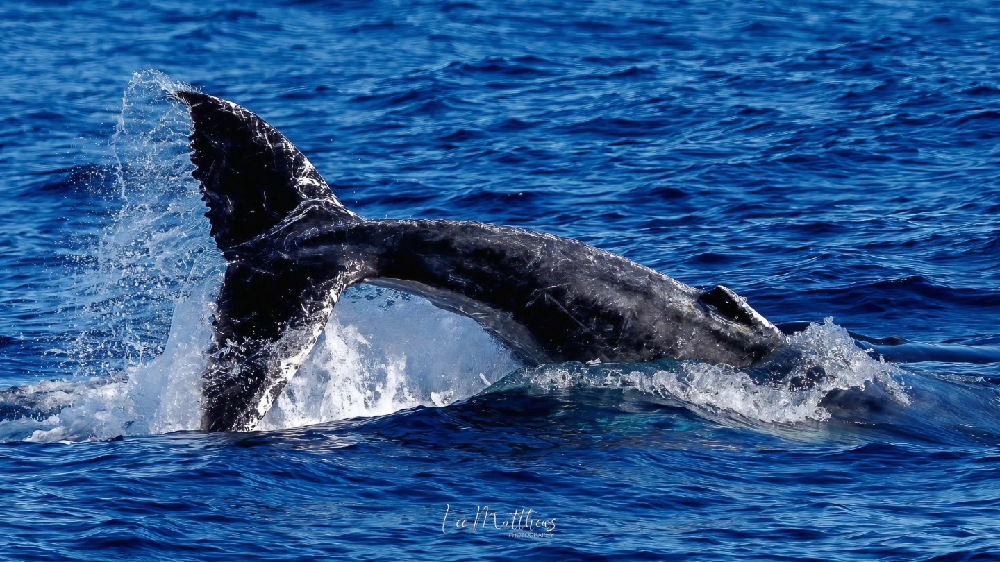 Whale tail splashing in the ocean against a bright blue water background.