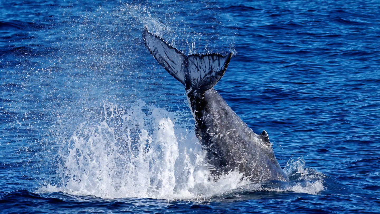 Whale tail splashing water as it dives into the ocean.
