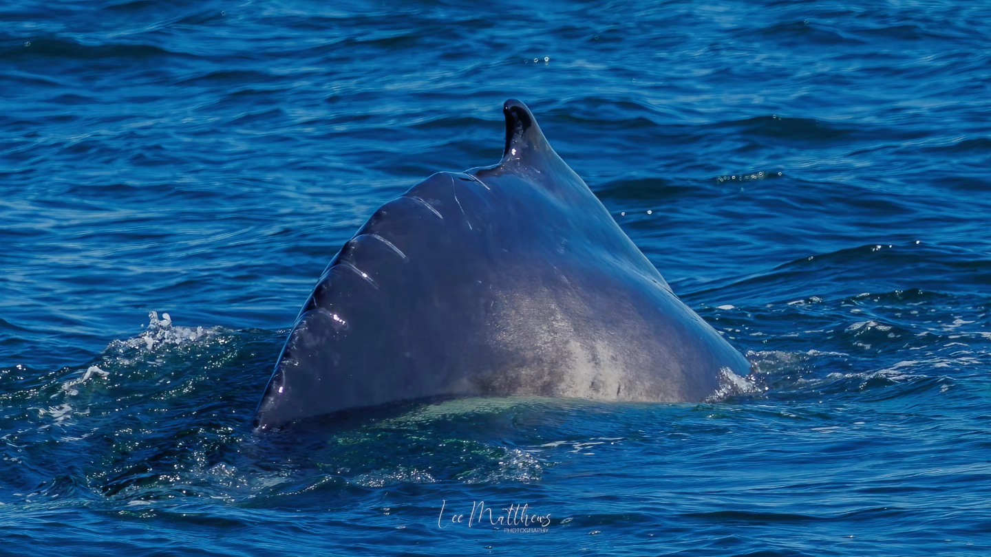 Humpback whale's dorsal fin emerging from the ocean waves.