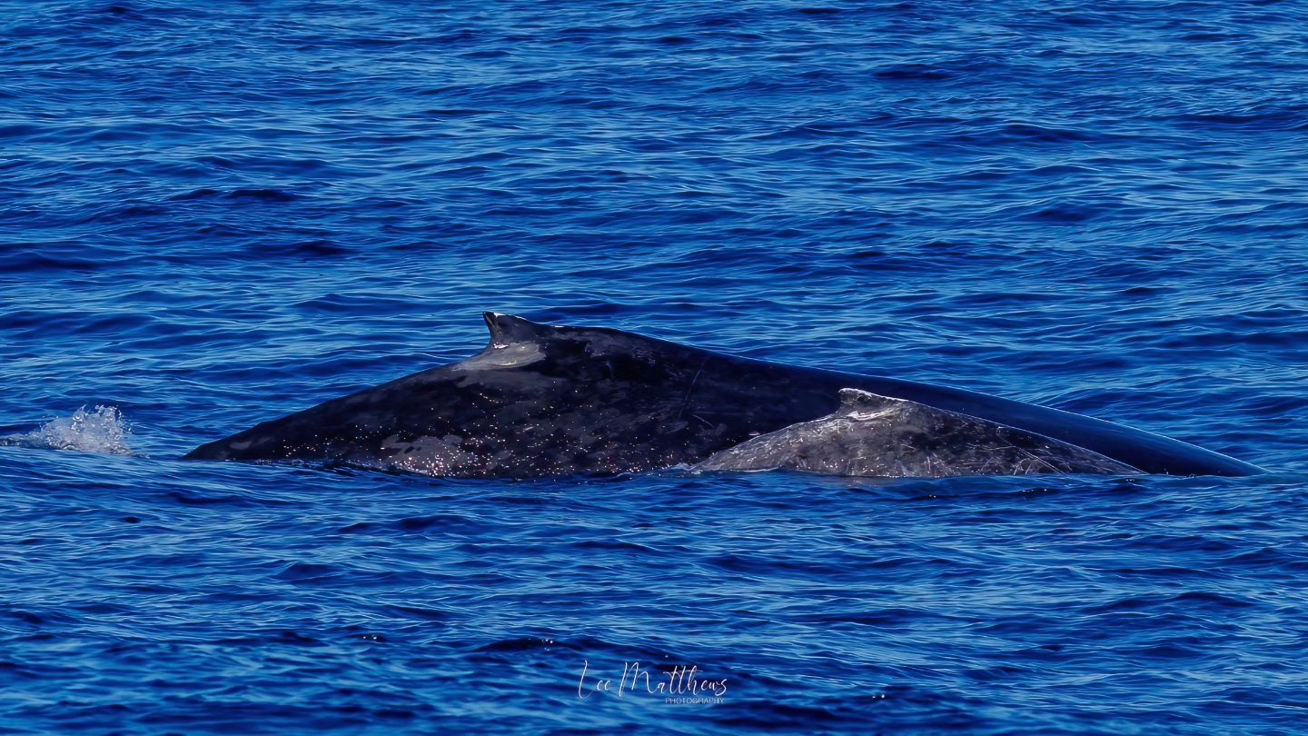 Whale surfacing in the ocean, partially visible with dorsal fin above water.
