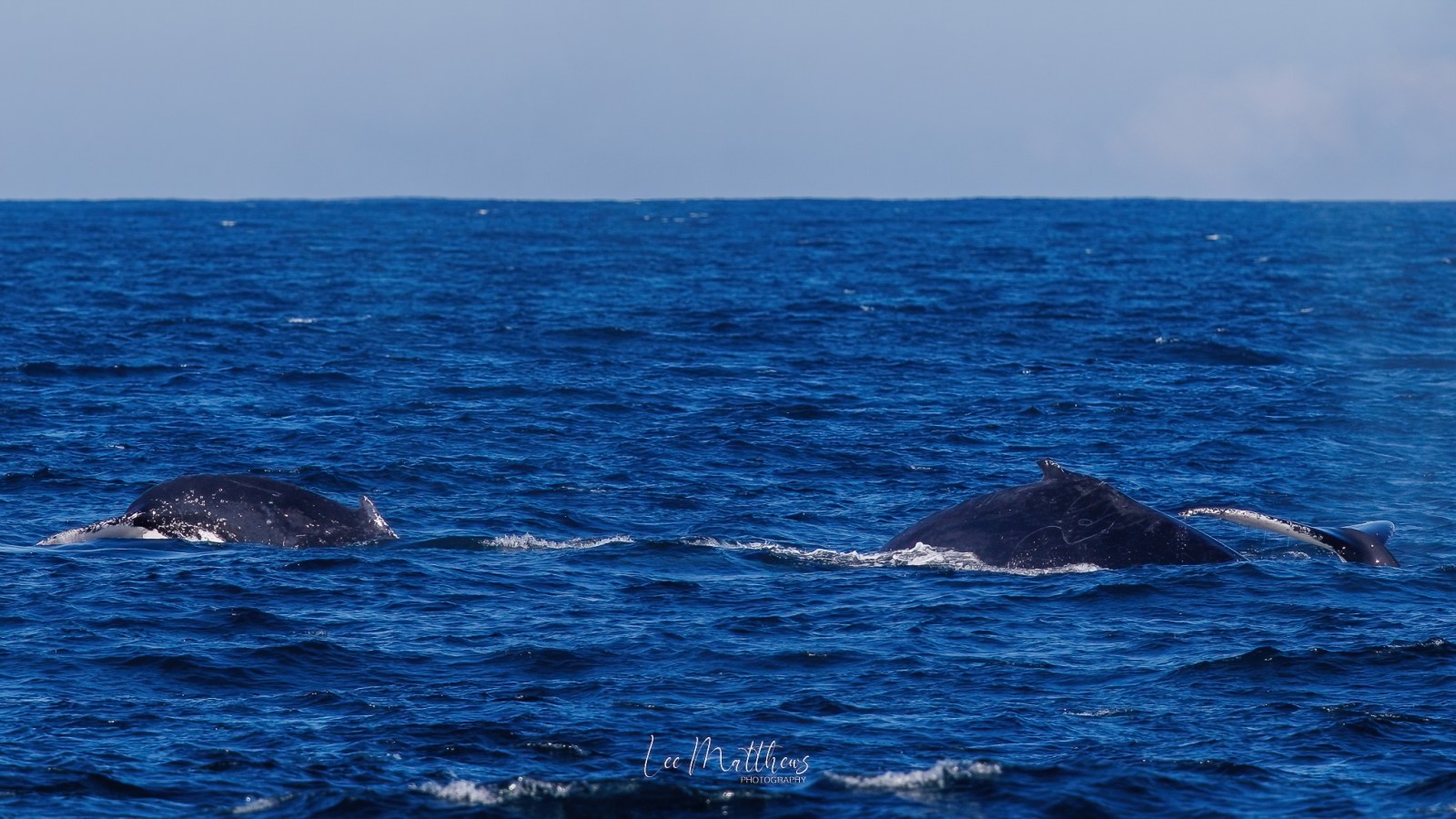 Two whales surfacing in the ocean against a clear blue sky.
