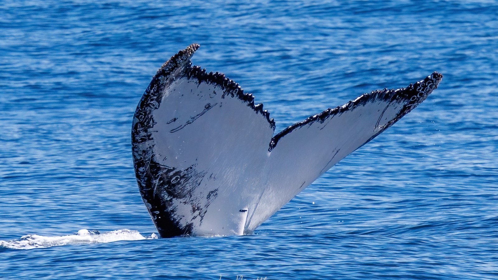 Humpback whale tail surfacing above blue ocean water.