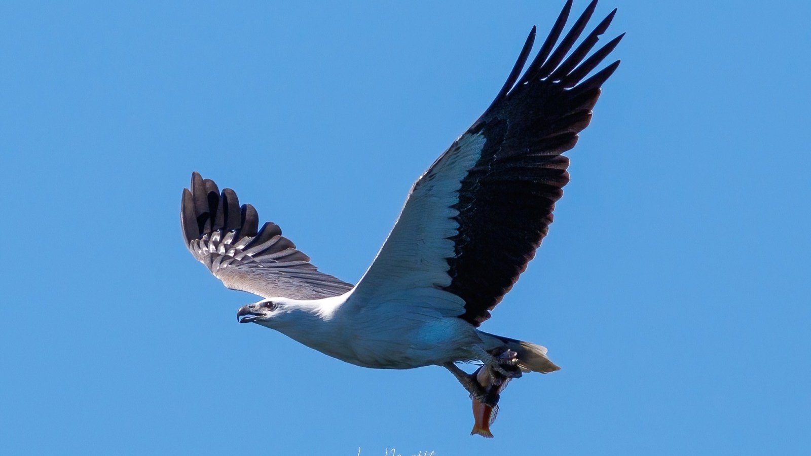 Bird with outstretched wings holding a fish mid-flight against blue sky.