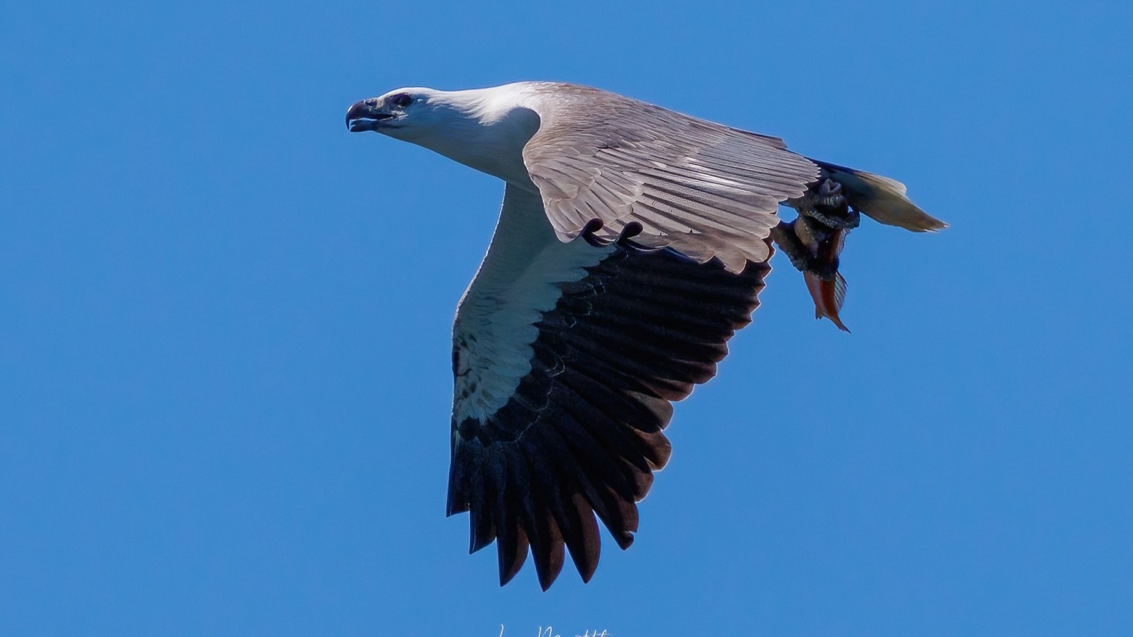 Eagle flying in a clear blue sky, holding a fish in its talons.