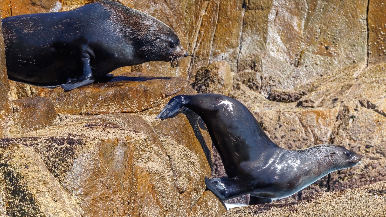 Two seals on rocky surfaces, one resting and the other sliding down.