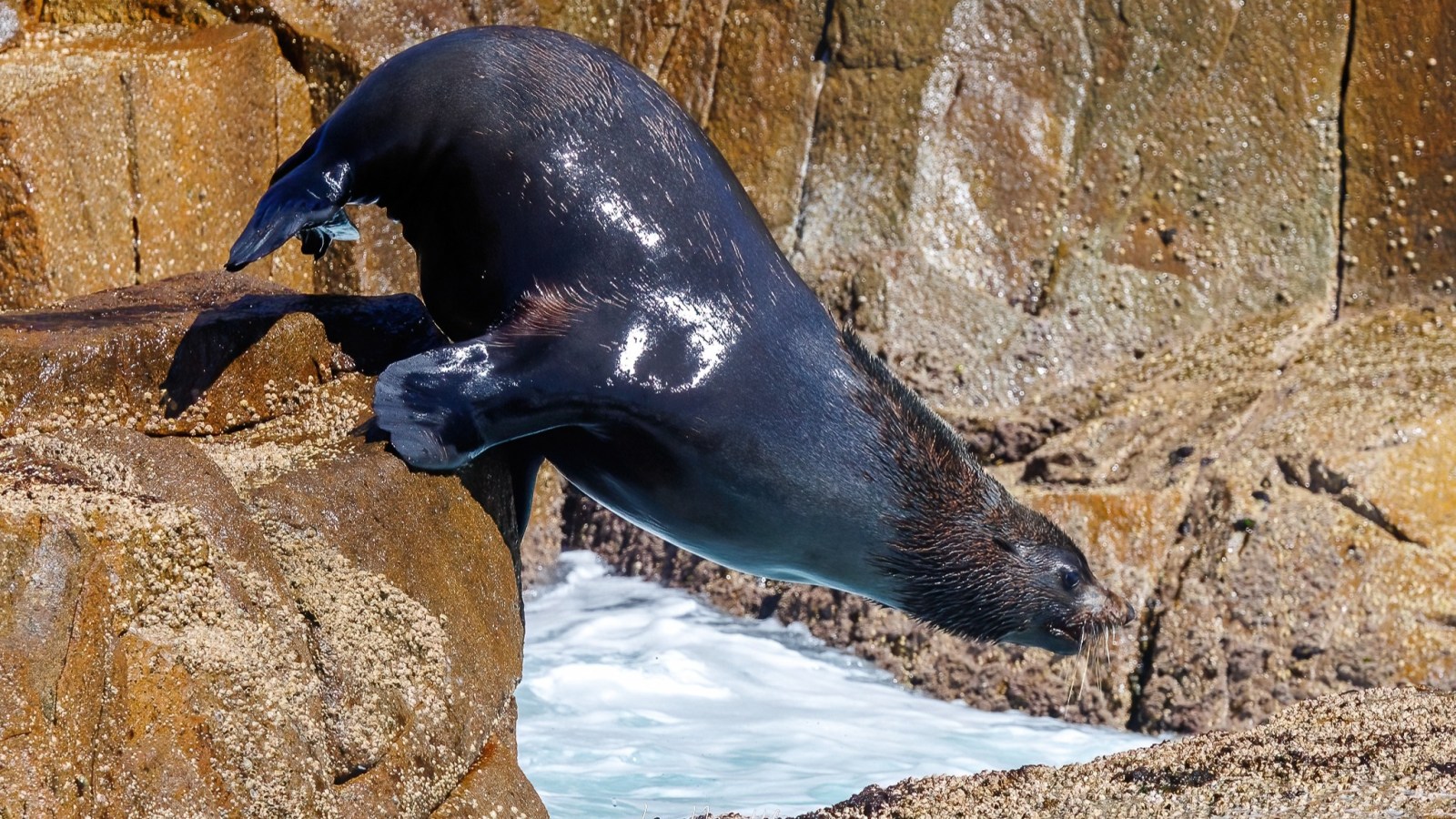 Seal diving into water from rocks with glistening wet fur.