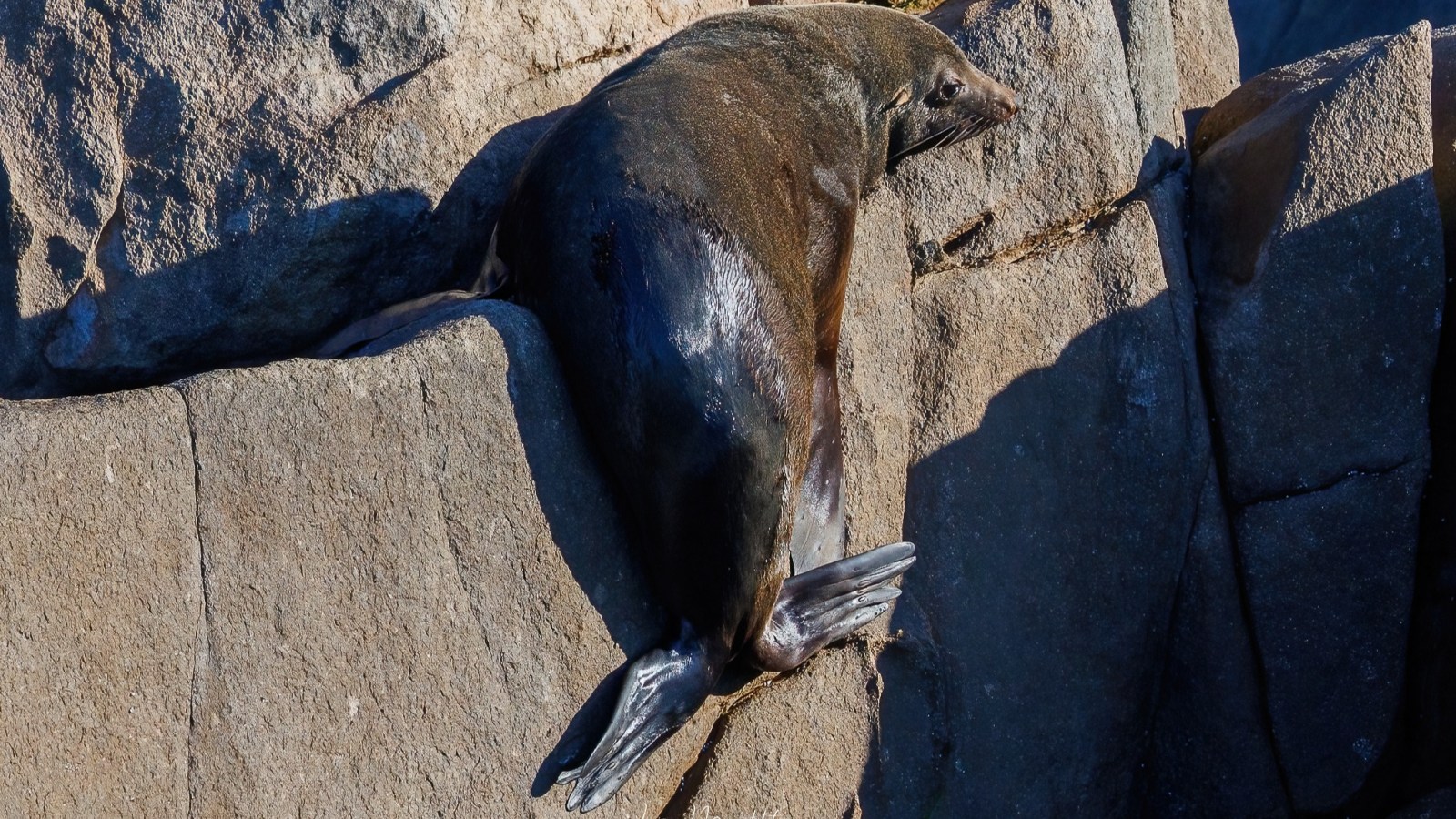 Whale Watching Moonshadow TQC Cruises Port Stephens Lee Matthews