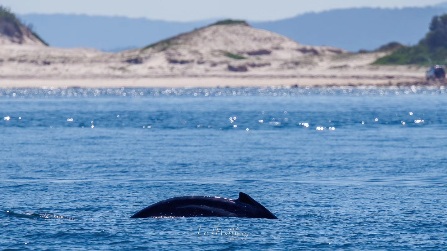 Whale's back visible in the sea with sandy dunes in the background.