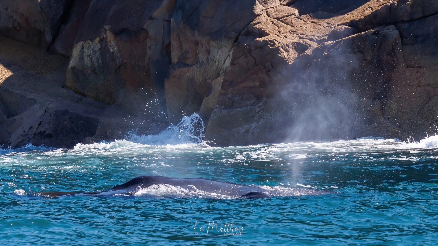 Whale surfacing near rocky shore with visible spout and splash of water.