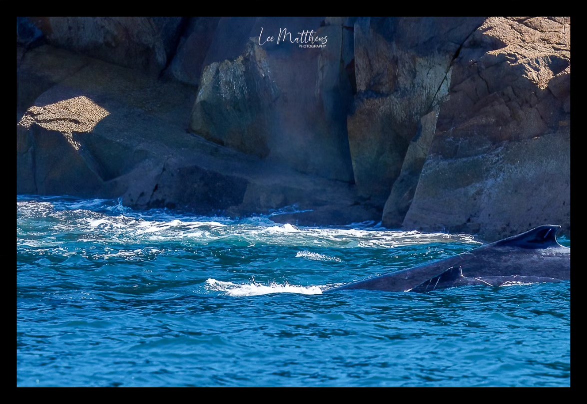 Whale swimming near rocky coastline with waves breaking on rocks.