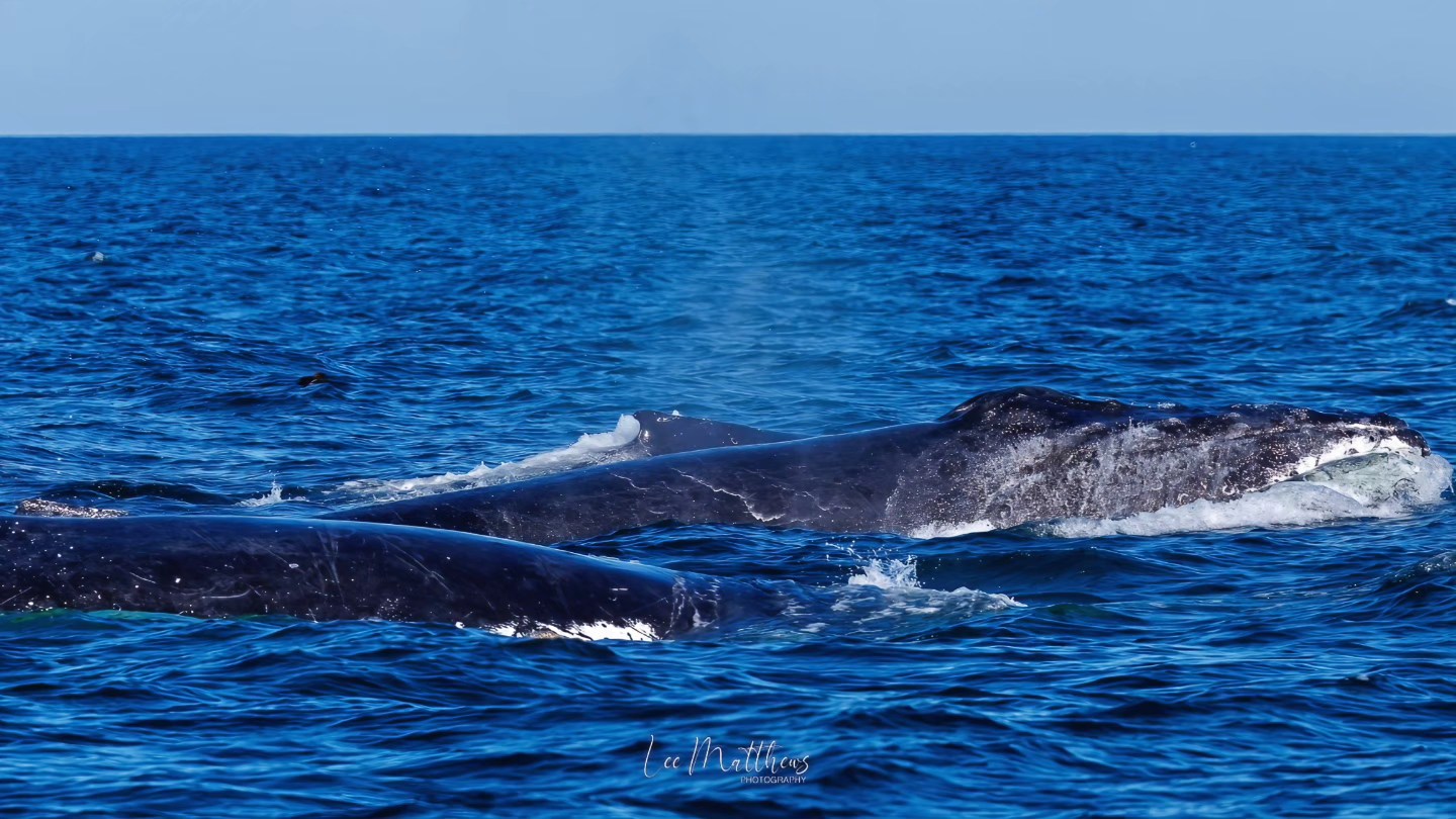 Three whales surfacing and spouting water in the blue ocean under a clear sky.