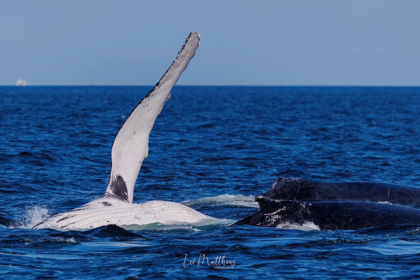 Whale Watching Moonshadow TQC Cruises Port Stephens Lee Matthews