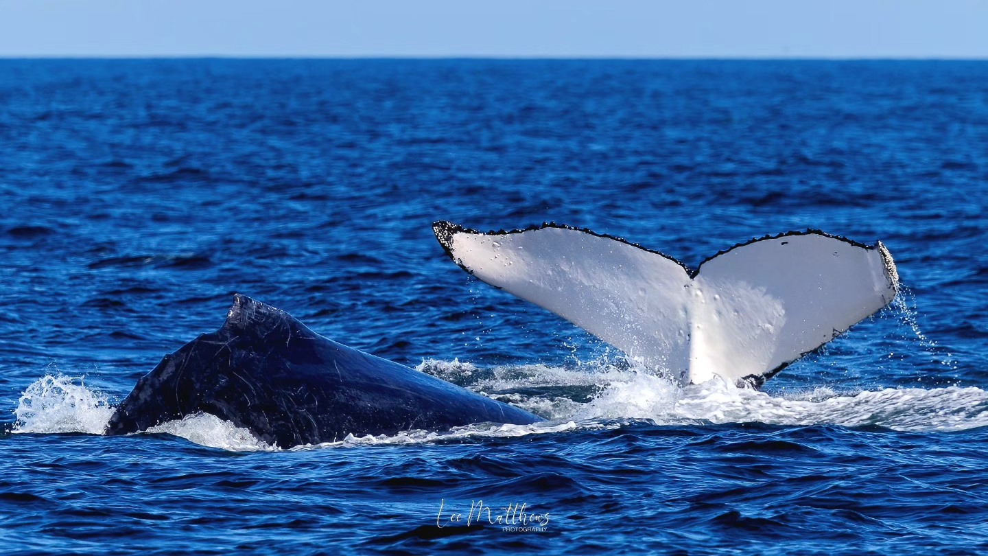 Humpback whale tail and back above ocean surface against a clear blue sky.