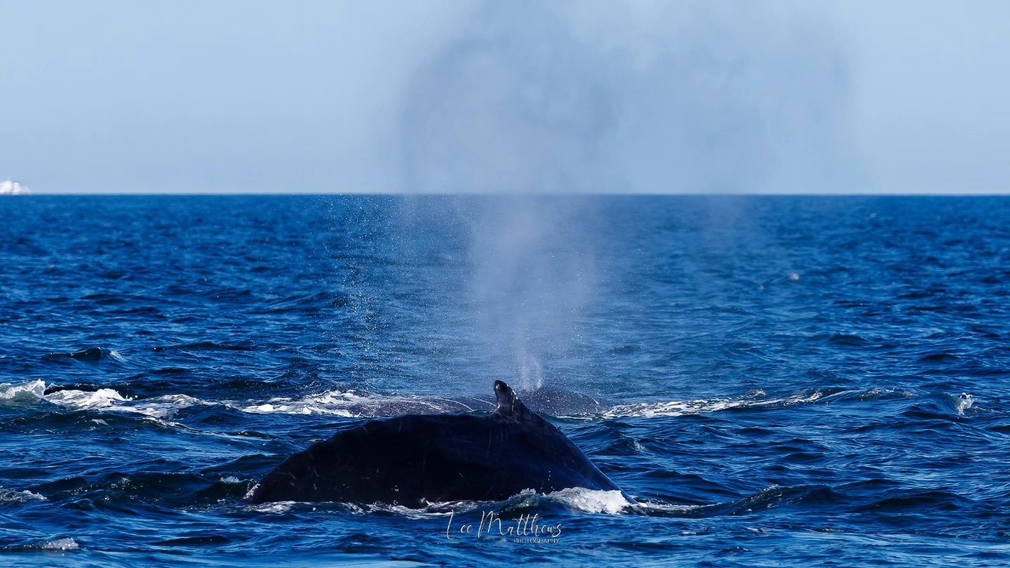 Whale Watching Moonshadow TQC Cruises Port Stephens Lee Matthews