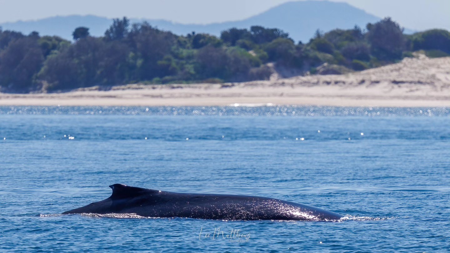 Whale surfacing in calm ocean near a tree-lined shore in the background.