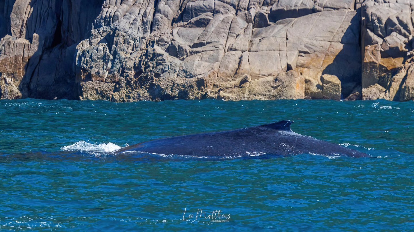 Whale surfacing near rocky cliffs in blue ocean waters.