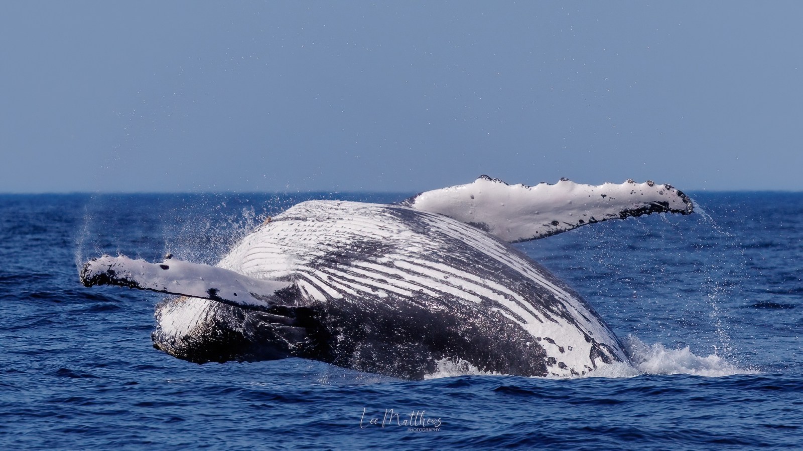 Humpback whale breaching with flippers spread, water splashing.