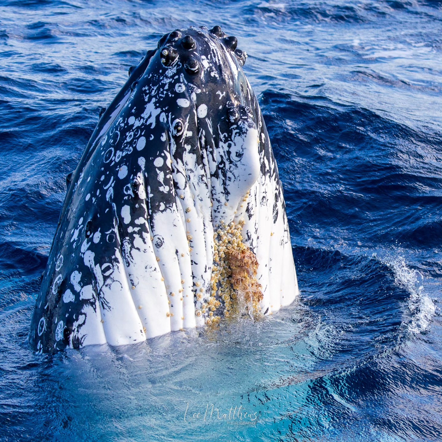 Humpback whale breaching with barnacles on its head in blue ocean water.