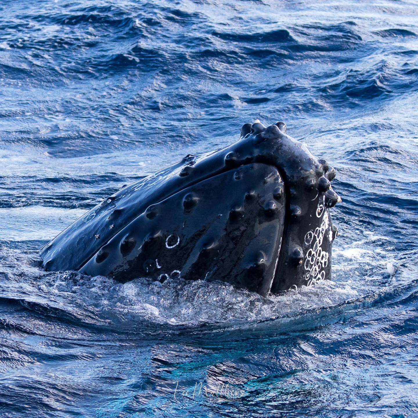 A whale's head emerges from the ocean, showcasing barnacles and bumps.