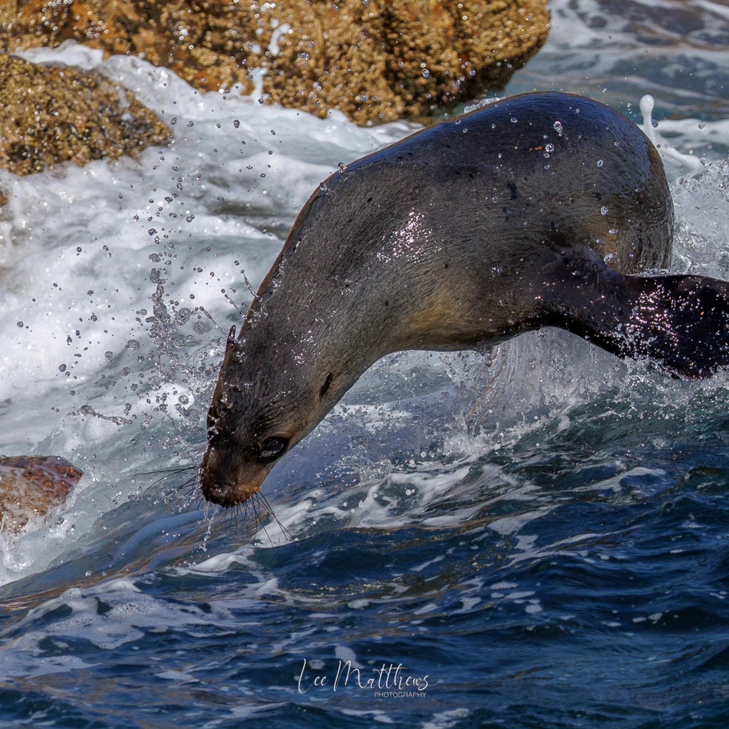 Seal leaping through ocean waves near rocky shore.
