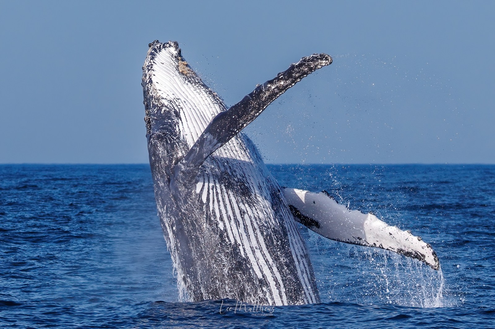 Humpback whale breaching in the ocean against a clear blue sky.