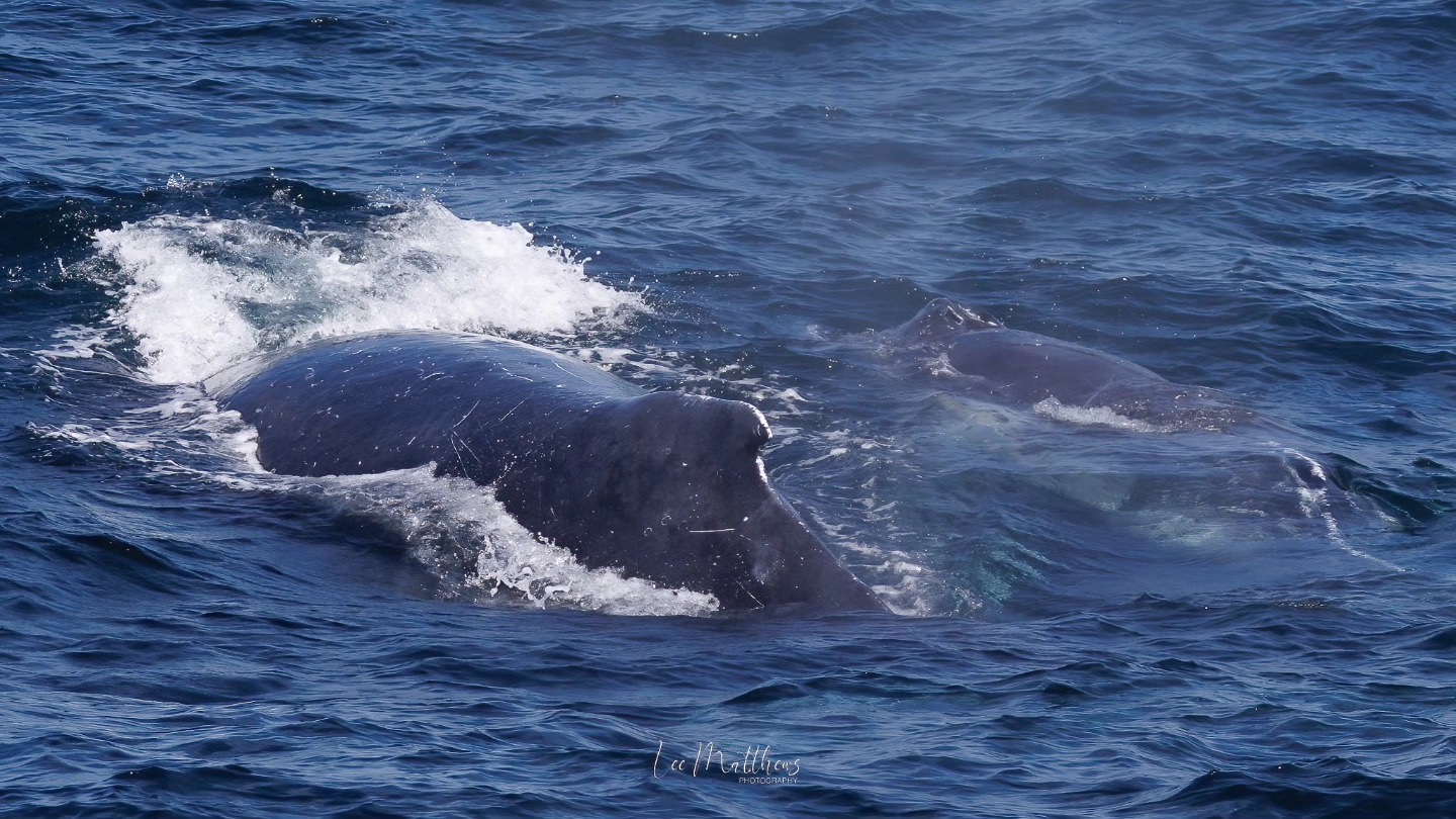 Two whales swimming near the ocean surface, with water splashing over them.