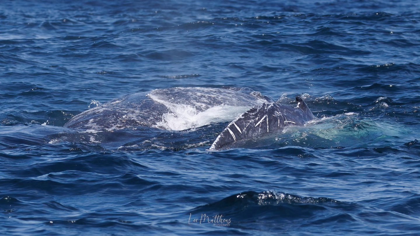Whale surfacing with part of its tail and back visible in the ocean.