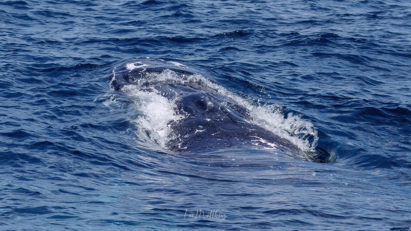Whale surfacing in ocean, water splashing around its head.