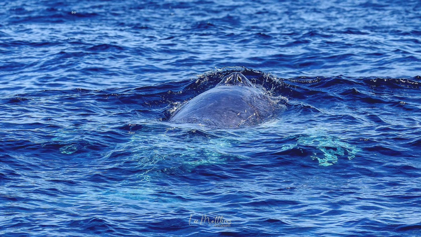 A whale partially emerges from the ocean, with its back and fin visible above the water.