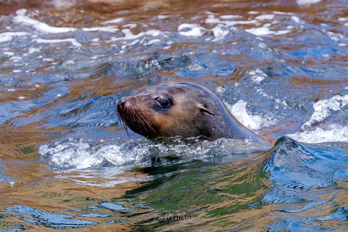 Seal swimming in rippling water with head above surface.