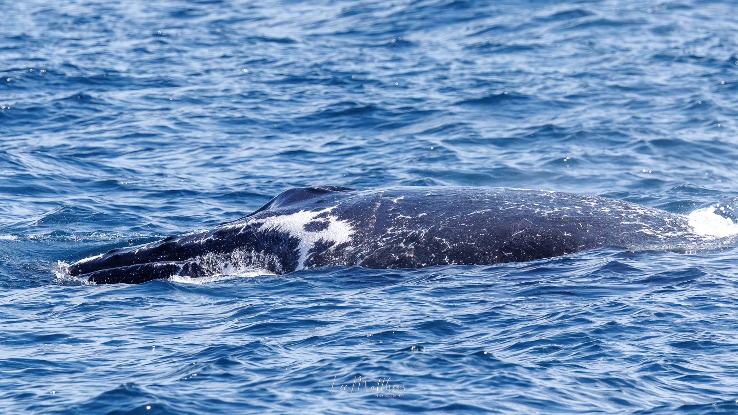 Whale Watching Moonshadow TQC Cruises Port Stephens Lee Matthews
