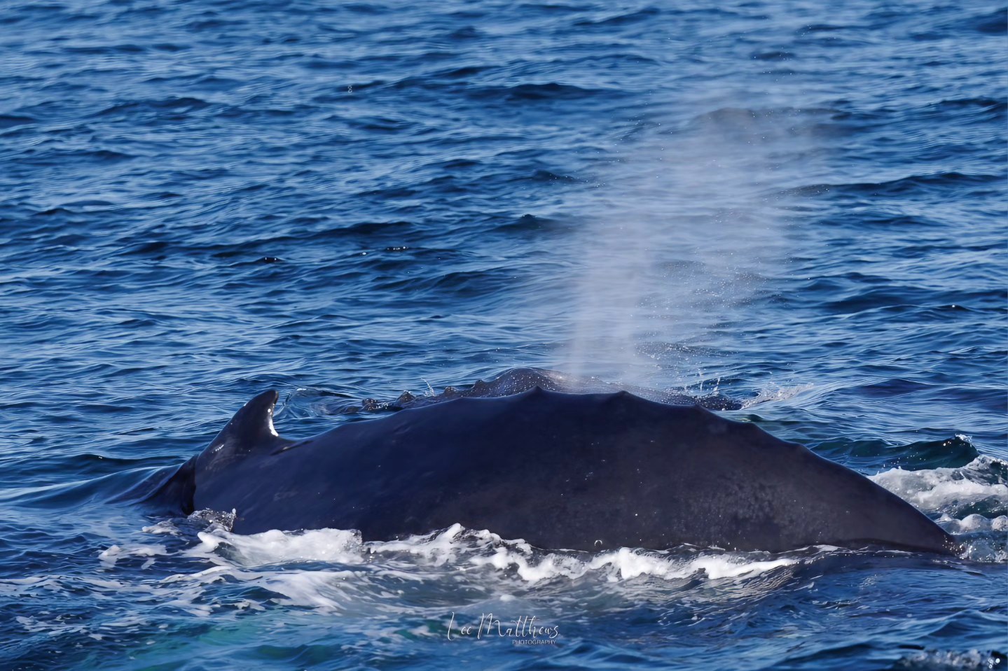 Whale surfacing, blowing water spray from its blowhole in the ocean.