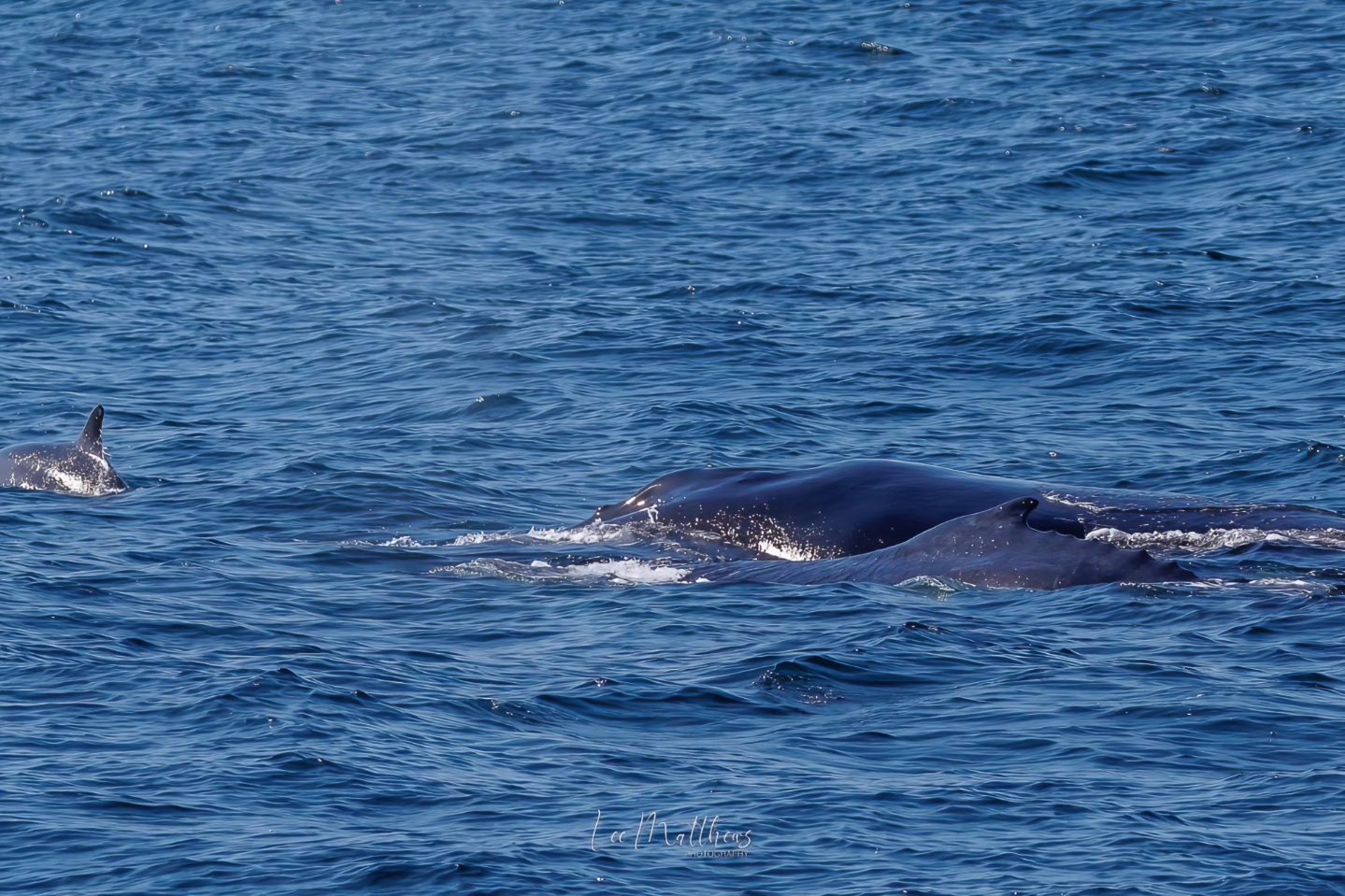 Whale surfacing in the ocean with water glistening on its back under a clear blue sky.