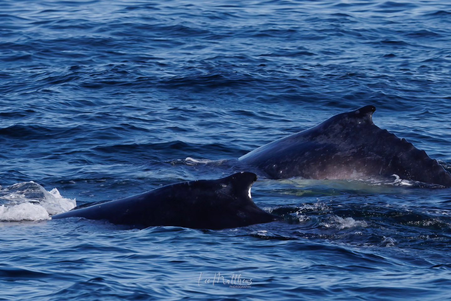 Whale Watching Moonshadow TQC Cruises Port Stephens Lee Matthews