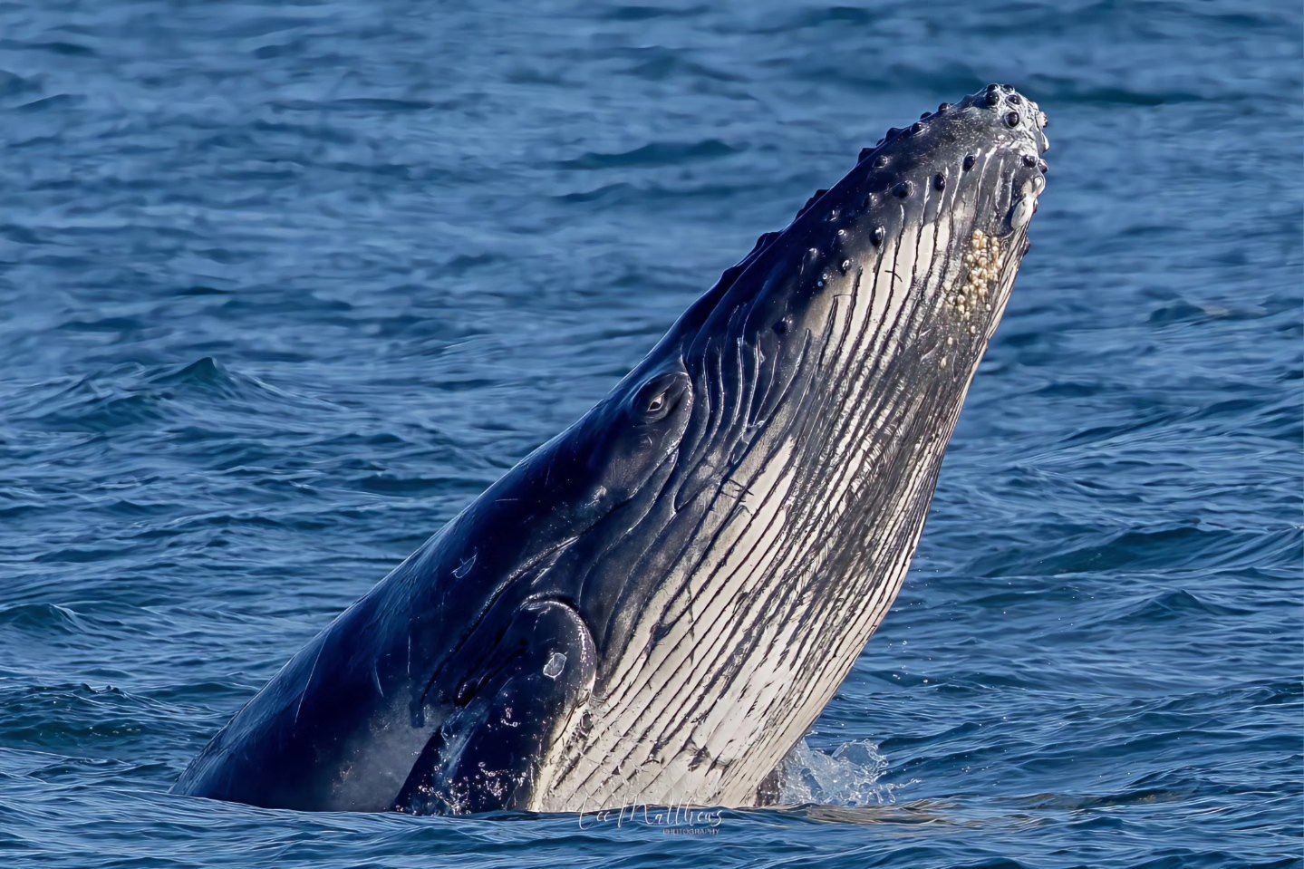 Humpback whale breaching with head above water in the ocean.