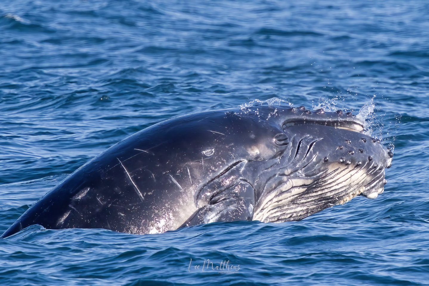A whale's head emerging from the ocean surface, showing its textured skin.