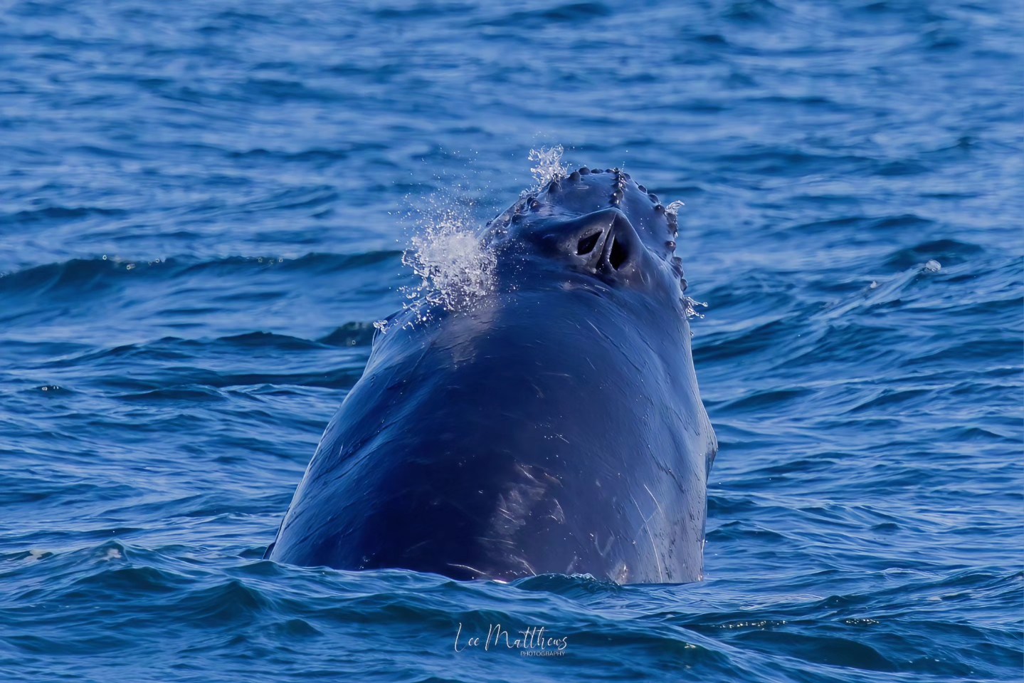 A whale breaching the ocean surface, with water spray around its blowhole.