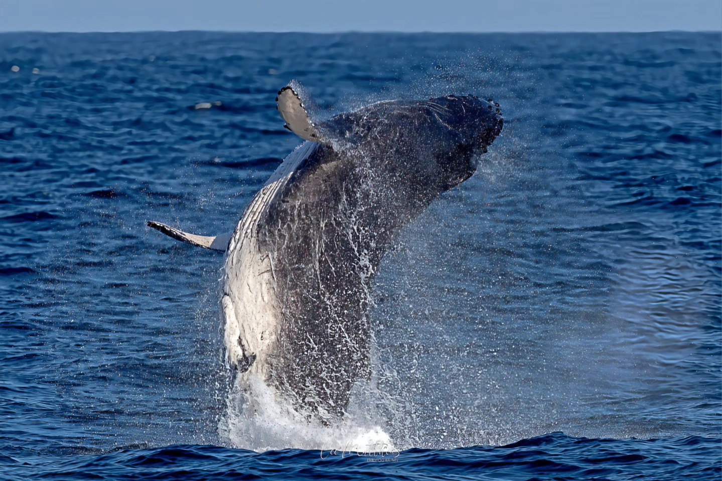 Humpback whale breaching in the ocean, creating splashes against a blue sky.