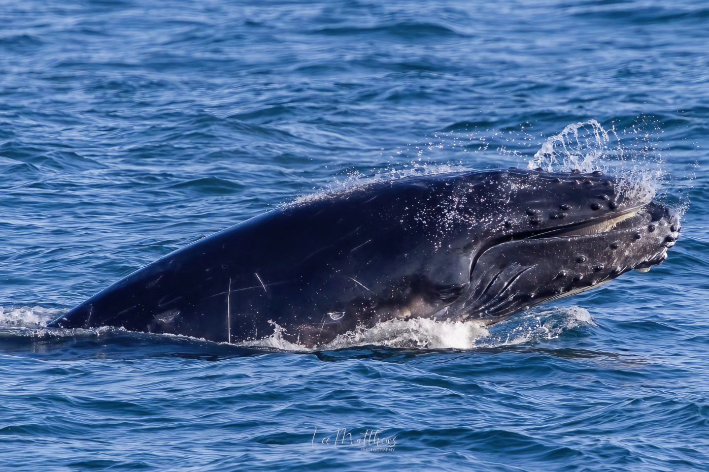 Close-up of a whale surfacing in blue ocean water with droplets splashing.