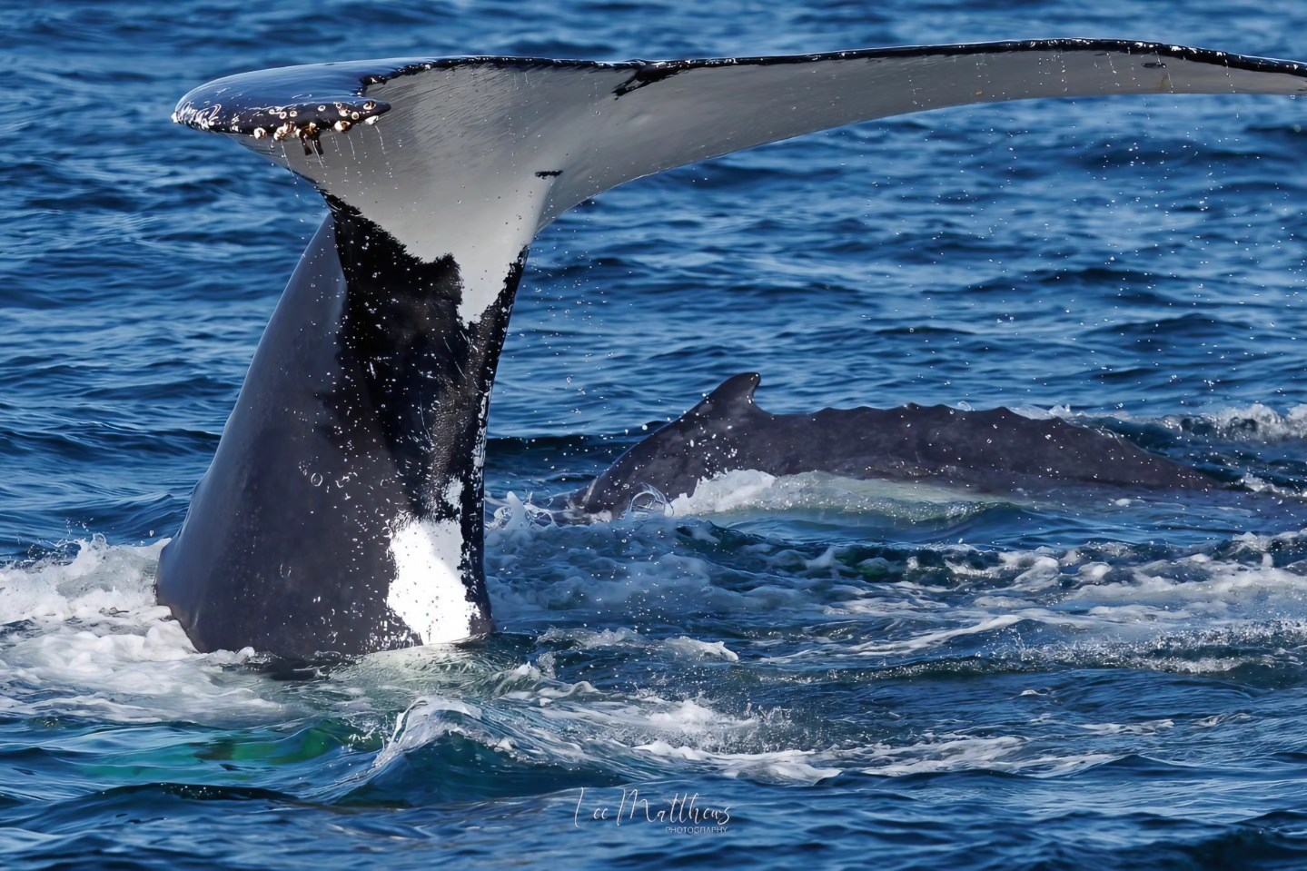 Humpback whale tail fin above water, with another whale swimming beside it.