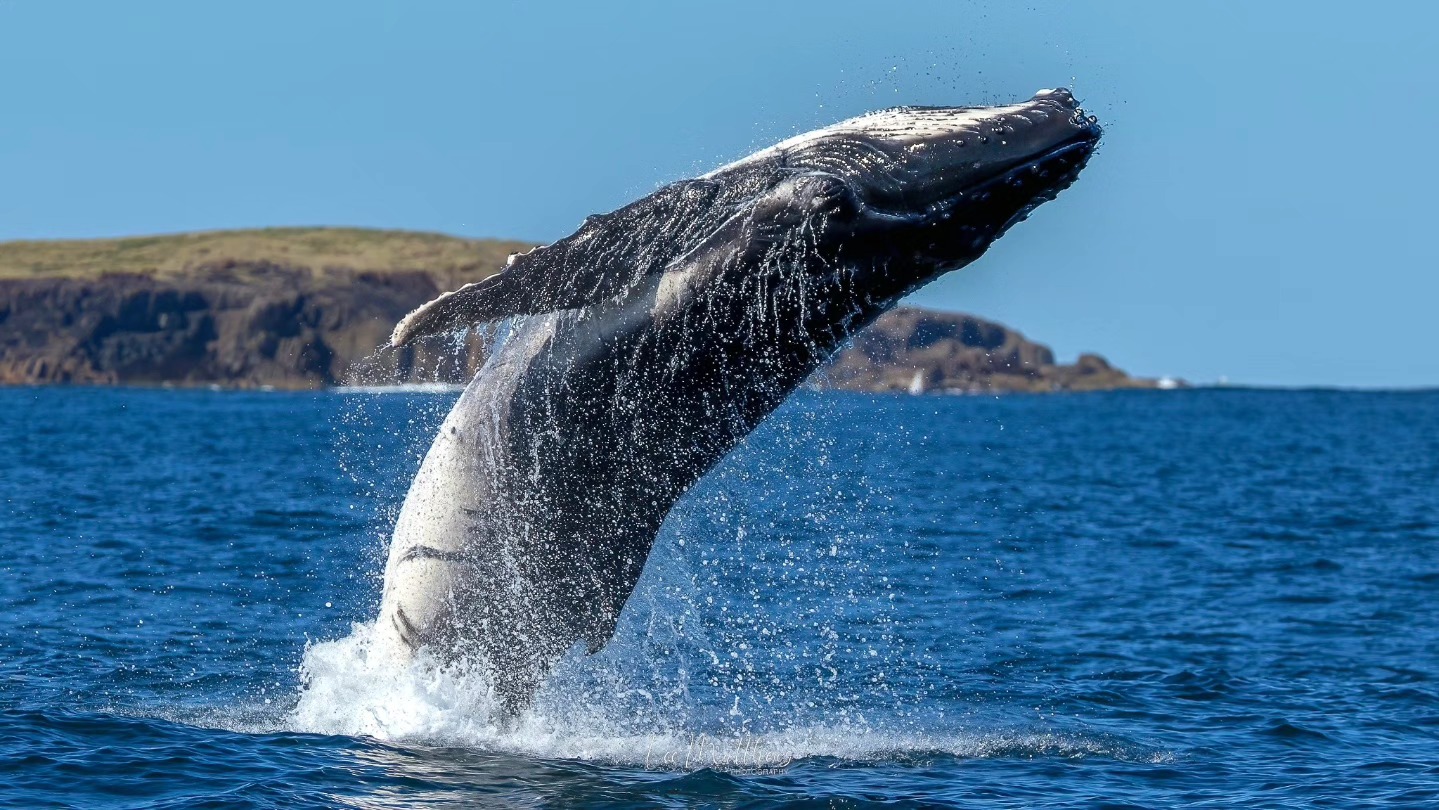 Whale Watching Moonshadow TQC Cruises Port Stephens Lee Matthews
