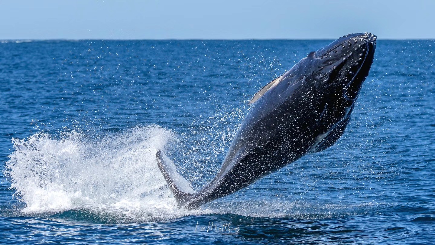Whale breaching out of the water with splash in the ocean under a clear blue sky.