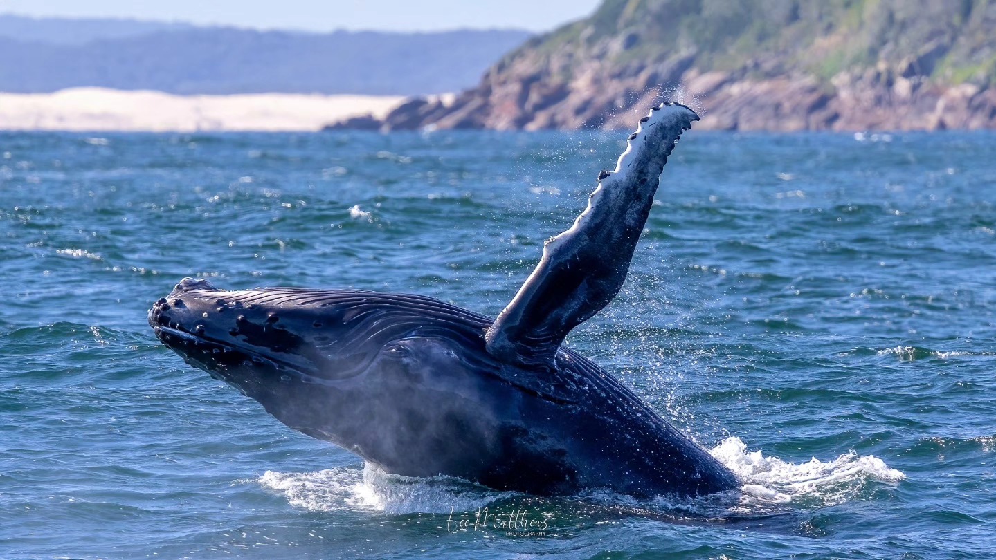 A humpback whale breaching in the ocean near a rocky coastline.