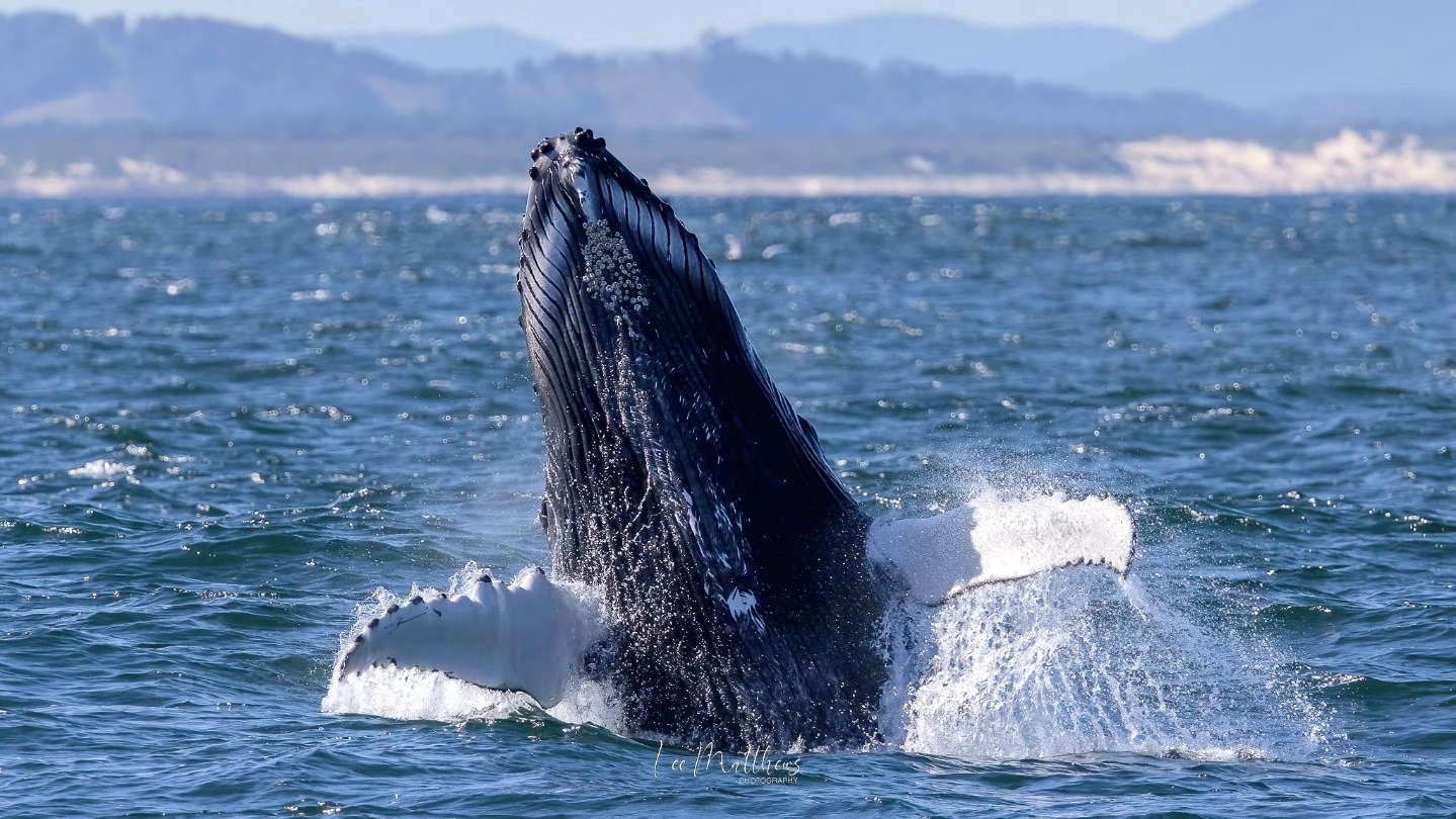 Humpback whale breaching the ocean surface with mountains in the background.