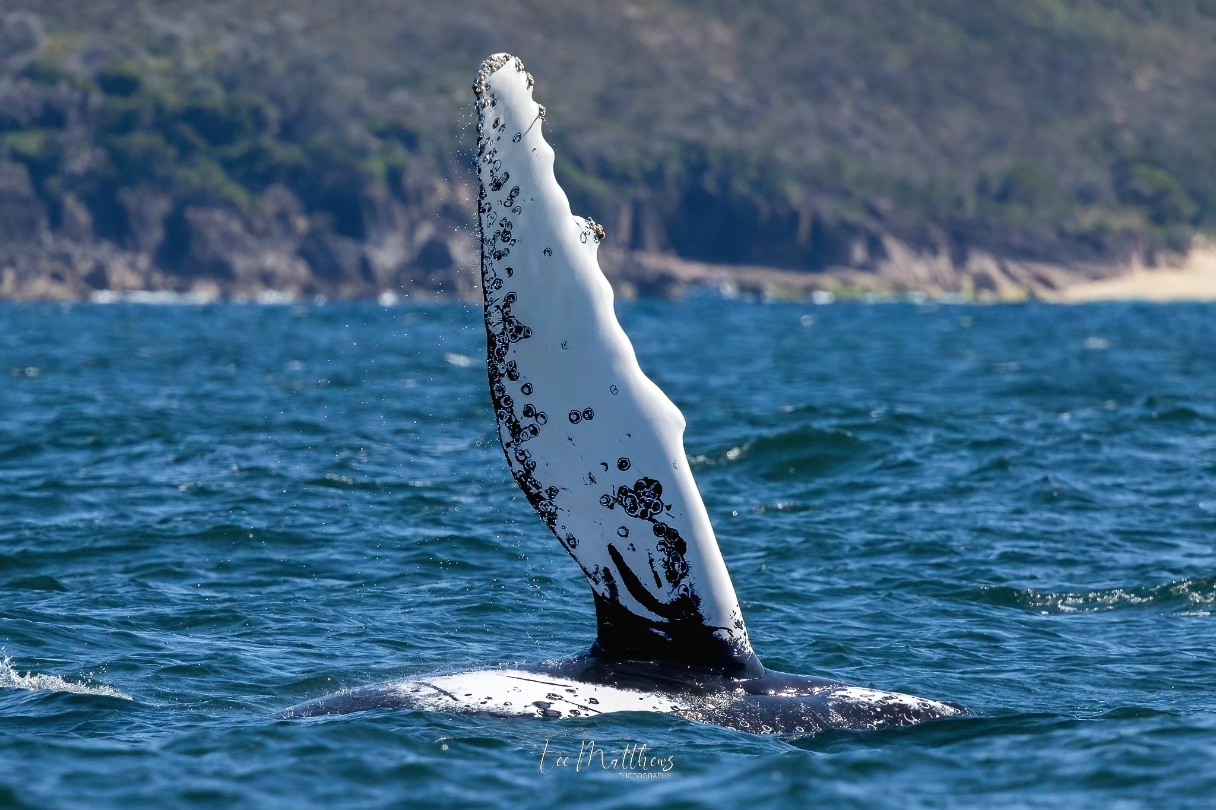 Whale fin rises above ocean water with distant rocky coastline in background.